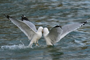 海鸥水中亲昵互动瞬间