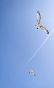 蓝天中翱翔的几只飞鸟