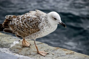 岸边站立的海鸥