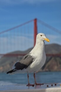金门大桥下的站立海鸥
