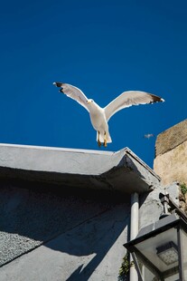屋顶上飞翔的白色海鸥