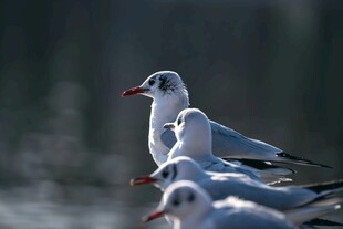 海鸥群立 姿态优雅