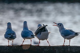 海边站立的几只可爱海鸟