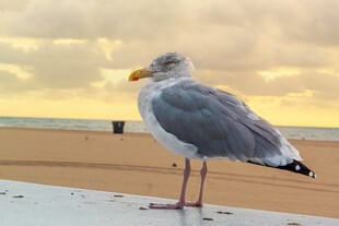 海边海鸥独立于夕阳下