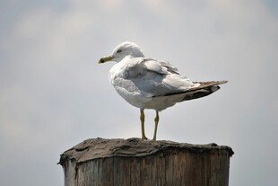 海鸥立于木桩上