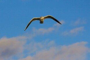 蓝天中翱翔的海鸥