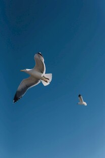 蓝天中翱翔的两只海鸥