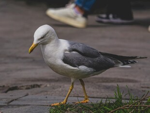 人行道上的黄脚海鸥