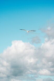 蓝天中翱翔的洁白飞鸟