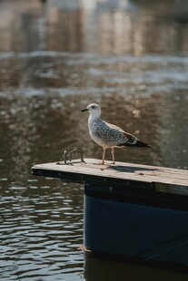 水边平台上的一只海鸥