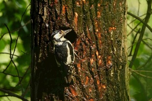 树干上的啄木鸟