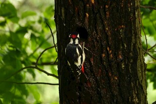 树干上的啄木鸟