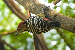 倒挂树枝的条纹啄木鸟