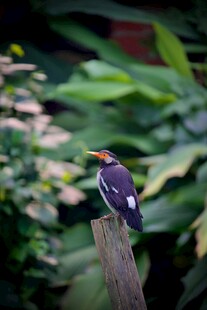 枝头彩鸟栖于绿植间