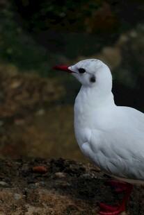 白色红喙小鸟站立于地