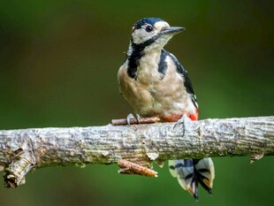 栖息枝头的啄木鸟