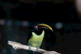 巨嘴鸟栖息枝头