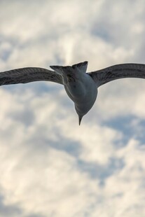 翱翔天际的飞鸟