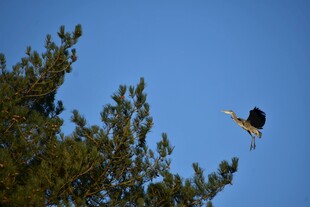 飞鸟掠过葱郁树梢