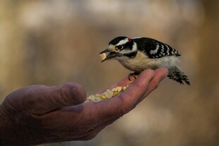 手心上的啄木鸟喂食瞬间