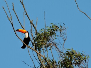 巨嘴鸟栖息于枝头