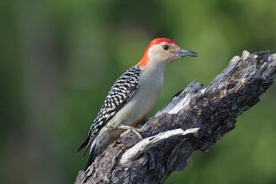 红顶啄木鸟栖息于枝头