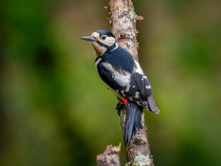 栖息于枝头的啄木鸟