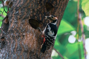 啄木鸟于树干专注啄洞