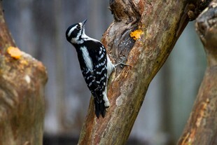 树干上的啄木鸟