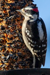 啄木鸟立于鸟食器旁