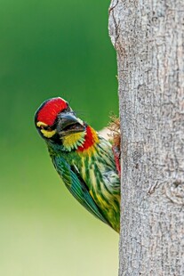 五彩啄木鸟藏身树干