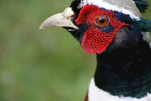 色彩艳丽的雉鸡头部特写