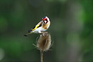 金翅雀立于植物顶端