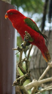 红羽绿翅鹦鹉栖于枝头