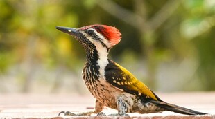 红顶啄木鸟特写