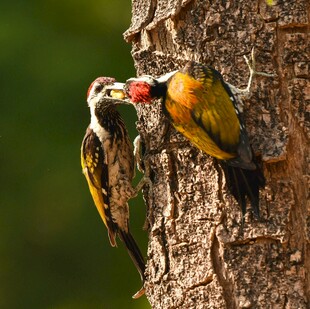啄木鸟树干上亲昵互动