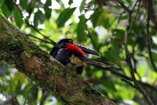 树枝上的多彩巨嘴鸟