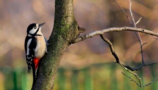 树干上的啄木鸟