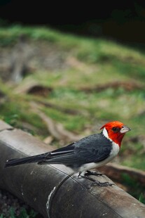 红顶小鸟立于栏杆