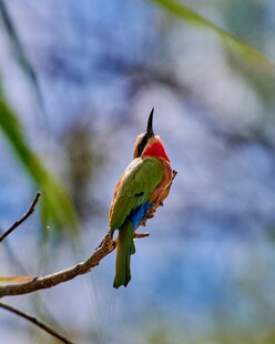 多彩小鸟栖息枝头