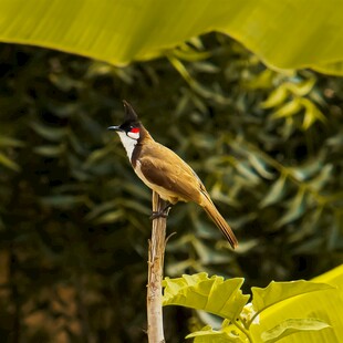 枝头小鸟展灵动身姿