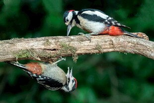 树枝上的啄木鸟互动瞬间