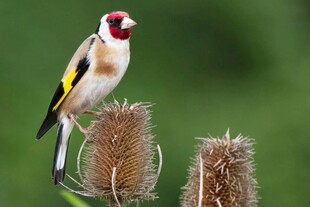 金翅雀立于带刺植物上