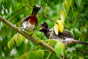 枝头亲鸟喂雏鸟画面