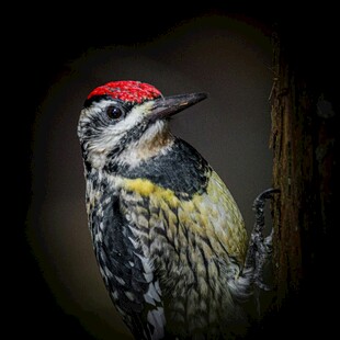 红顶啄木鸟特写