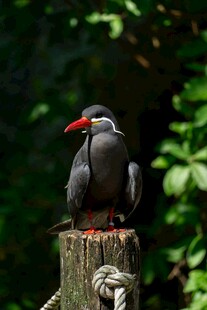 红嘴黑鸟立于树桩