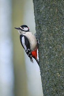 啄木鸟栖息树干瞬间