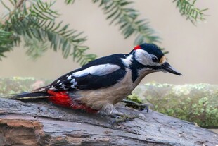 啄木鸟立于木上