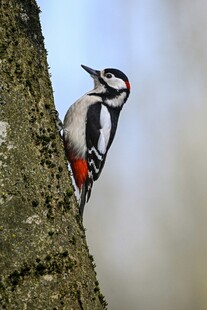 树干上的啄木鸟