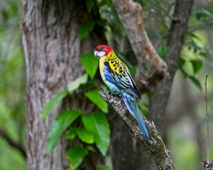 五彩斑斓小鸟栖于树干